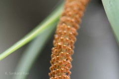 Oberonia chandrasekharanii